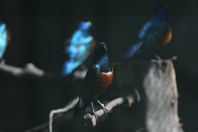 图聚科技